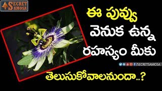 Secret Behind Krishna Kamalam Flower | Importance of Krishna Kamalam | Krishna Kamalam