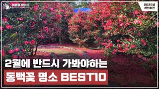 2025 2월에 가기 좋은 전국 동백꽃 명소 BEST10 | 겨울 여행을 한층 더 특별하게 만들어보세요