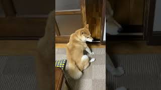 おばあちゃんが居ないと寂しい柴犬 #Shorts