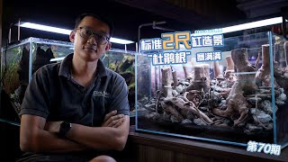 标准2尺缸造景杜鹃根塞满满！ep70