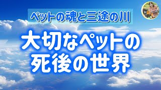 ペットが天国へ行くのを妨げてしまう行動とは？ペットの魂が死後、どこへ行くのかをお話しします。