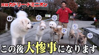 調子に乗って大型犬6頭を一度に散歩した犬部署スタッフがやらかしました