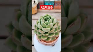 #황프로다육TV#골드젤리#succulents#다육식물#多肉植物 #다육초보#국민다육#다육판매@다육@당구@화분