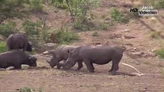 LİON vs BUFFALO Real Fight ►► Leopard Attacks Python Snake   Rhino Hippo Crocodile   Animal Attacks