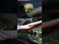 WOW ADA ARAPAIMA 1 METER LEBIH DI GLASSPOND IKAN MONSTER