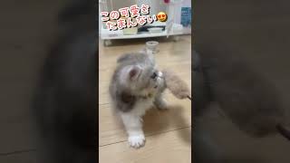 はじめての猫じゃらしに夢中の子猫ちゃん【ミヌエット】