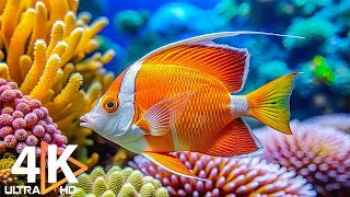 Aquarium 4K VIDEO (ULTRA HD) 🐠 Beautiful Coral Reefs, Tropical Fish - Calming Music for Relaxation