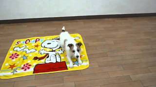 マットにくるまる犬（犬のようちえん®大阪堀江教室）