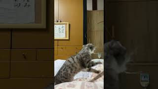 ねこじゃらしと猫#shorts