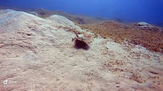 Electric Ray, Aqaba - Jordan 🇯🇴 #diving #redsea #padi #petradivers