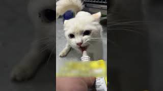 Rescuing a white stray cat with leg injury found in roadside bushes❤️