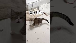 심심하면 집사 부르는 고양이