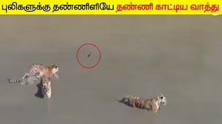 கேமராவில் சிக்கிய சம்பவங்கள் | ANIMALS CAUGHT ON CAMERA_InFact Tamil_ #SHORTS