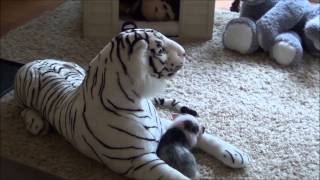 Finnegan the mini pig - Napping with his tiger