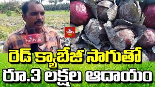 రెడ్ క్యాబేజీ సాగుతో  రూ.3 లక్షల ఆదాయం | Ideal Farmer Earn High Profits From Red Cabbage Cultivation