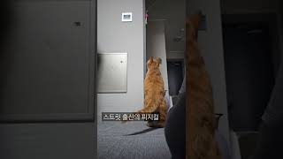 스트릿 출신의 피지컬 #고양이 #치즈냥이 #개냥이 #cat #네오 #길냥이