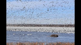 Loess Bluff   Snow Geese  Part 1 #migratingbirds #loessbluff