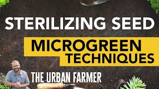 Seed Sterilization Made Simple: Techniques for Successful Microgreens