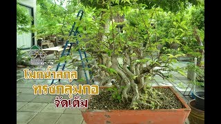 Gu Bonsai Workshop : โมกน้ำกลุ่มกอ คัดกิ่งเข้าลวดแบบจัดเต็ม