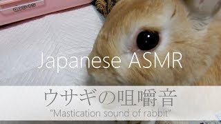 【Japanese ASMR】ウサギの咀嚼音！音フェチ 【Mastication sound of rabbit】