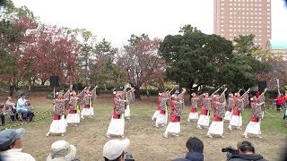 泉州ソーリャ踊り子隊 @おどるんや秋まつり(二の丸会場) 2018-11-23T14:24