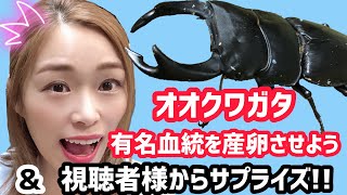 オオクワガタの有名血統✨能勢ＹＧの産卵セット！視聴者様からのサプライズにトラくん言葉を失う🤣