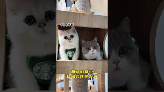 Cry secretly 跳跳是只矮腳貓：小奶貓也會因爲沒人喜歡偷偷流淚！#cat #shorts