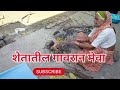 शेतातील गावरान मेवा.. आमच गाव. marathivlog gavakadchevlog gavakdil gosti sheti