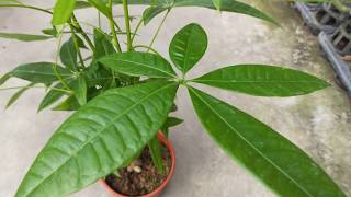 Pachira aquatica 馬拉巴栗(發財樹)盆栽