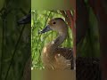 Lesser Whistling-Duck call, sound and pictures / Dendrocygna javanica / volcano of beauty