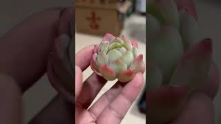 莎莎女王 多肉植物 succulents