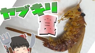 【ゆっくり昆虫食】肉食昆虫ヤブキリ、食べてみた