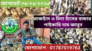 রাজহাঁস ও চিনা হাসের বাচ্চার পাইকারি দাম ২০২৫।#রাজহাঁস #চিনা#টাইগার #হাসপালন #মুরগির_খামার #হাসপালন