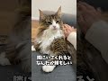 大型猫ノルウェージャンのここがいい！　 cat 猫 ノルウェージャンフォレストキャット 北欧猫