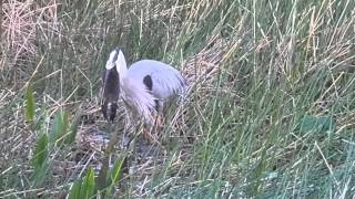 Great Blue Heron eats Invasive Nutria!