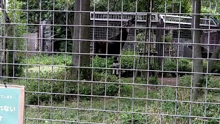 オカピの長いオシッコ！　上野動物園