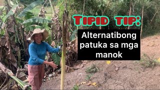 Tipid Tips: Ano ang alternatibong pagkain ng mga manok | Ibang patuka sa manok para makakatipid