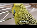 ジャンボセキセイインコ ぼりおん メガバクの遺伝子検査結果