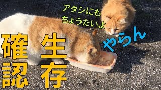 【車中泊キャンプ】パック寿司の後のポンコツ野良の生存確認