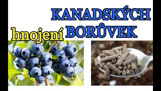 KANADSKÉ BORŮVKY | HNOJENÍ KANADSKÝCH BORŮVEK - Jak na jaře hnojím borůvky v nádobách