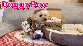 愛犬にとってはサプライズなDoggyBox🎁🐶