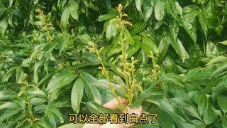 广东荔枝出花10厘米，雨水多寒潮迟，晚熟品种花芽分化失败？