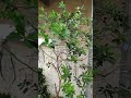 翠蘆莉，葉下珠，薄荷，榕樹，火龍果幼苗 #foryou #nature #花園 #fall #shorts #funny