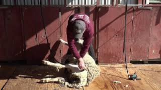 Mike Schuldt - Sheep Shearing School - Demonstation of shearing a sheep full speed