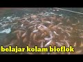 cek pertumbuhan ikan kolam bioflok segi empat | belajar budidaya ikan nila pemula |