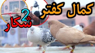 2 شکار جانانه سخی | کمال شوقی در کفتر بازی معلوم است