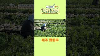 [역전의부자농부 283회] 제주 월동무