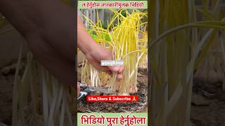 10-15 दिनमा घरमा सजिलो सँग लसुन उमार्ने बिधी #shorts  #easy #garlic #grow #organic#farmers #trick