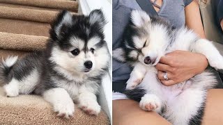Funny And Cute Husky Puppies Compilation #11 Adorable Husky Puppy