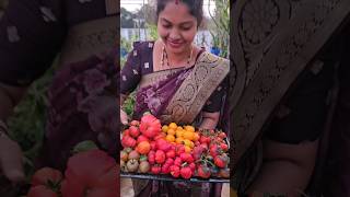 Tomatoes harvesting in my terrace #terrace #tomatoes #mygarden #gardening #shortvideo #ytshorts